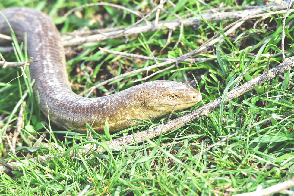 European Glass Lizard (Pseudopus apodus). Reptiles and Amphibians of Kazakhstan.