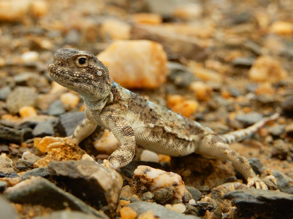 Такырная круглоголовка (Phrynocephalus helioscopus). Рептилии и амфибии Казахстана.
