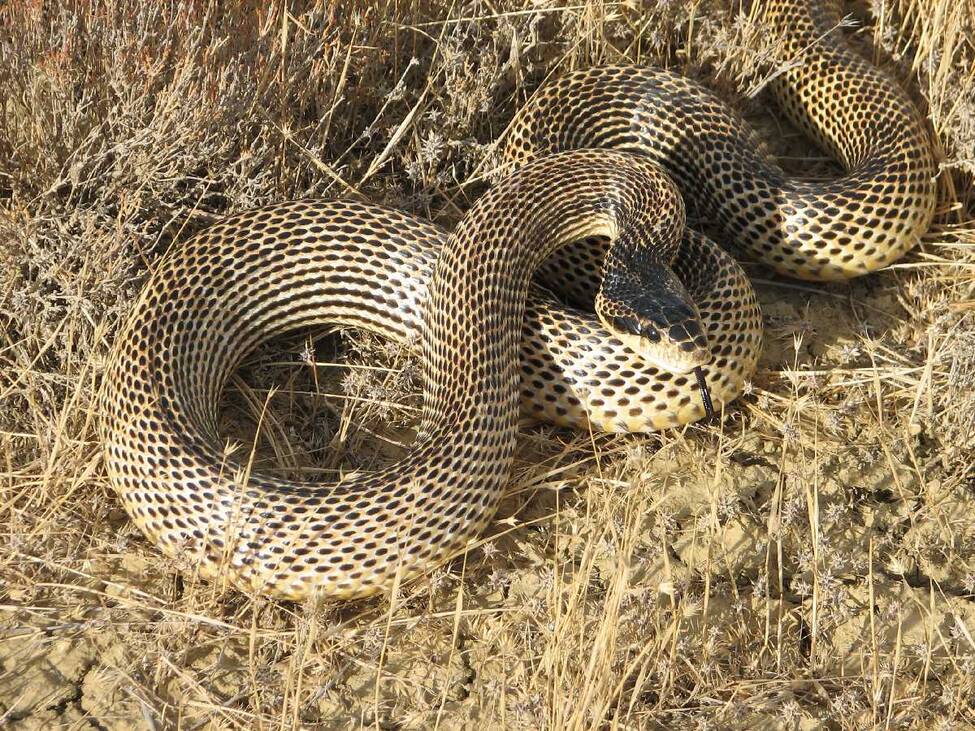 Змей ставропольского края с названиями фото Змей ставропольского края с названиями фото