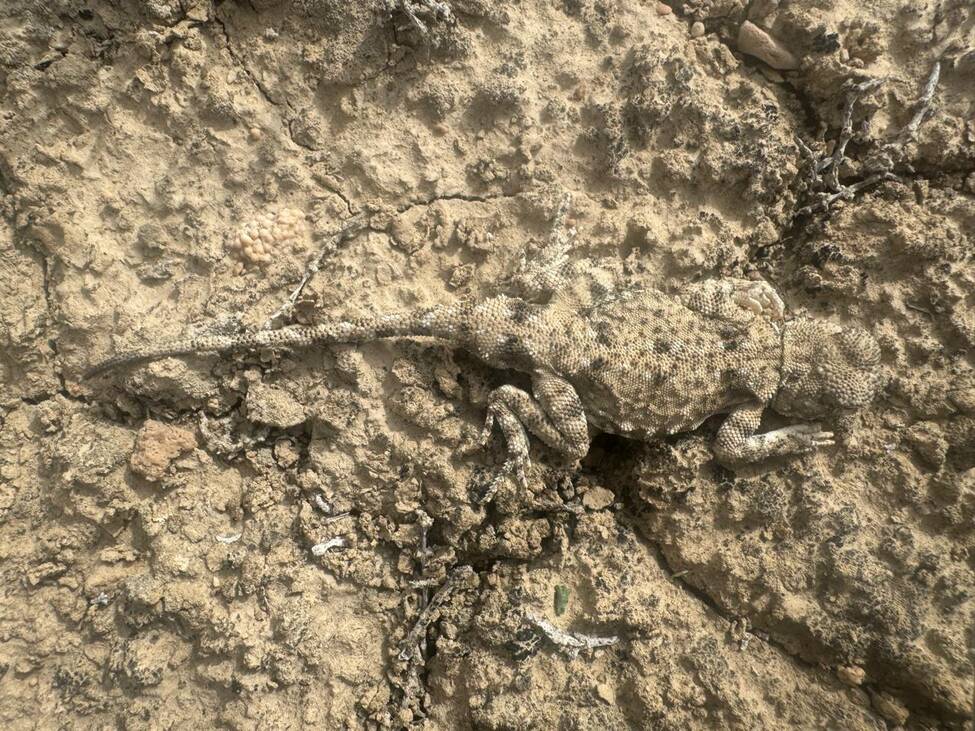 Такырная круглоголовка (Phrynocephalus helioscopus). Рептилии и амфибии Казахстана.