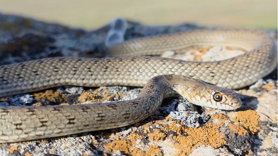 Large Whip Snake (Dolichophis caspius). Reptiles and Amphibians of Kazakhstan.