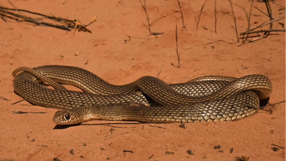 Large Whip Snake (Dolichophis caspius). Reptiles and Amphibians of Kazakhstan.
