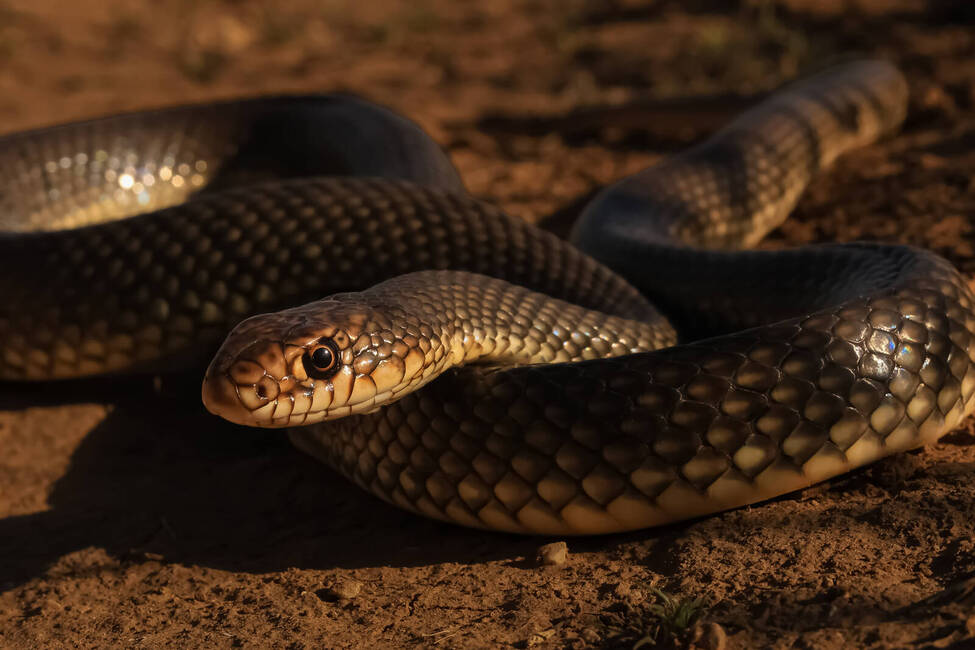 Large Whip Snake (Dolichophis caspius). Reptiles and Amphibians of Kazakhstan.