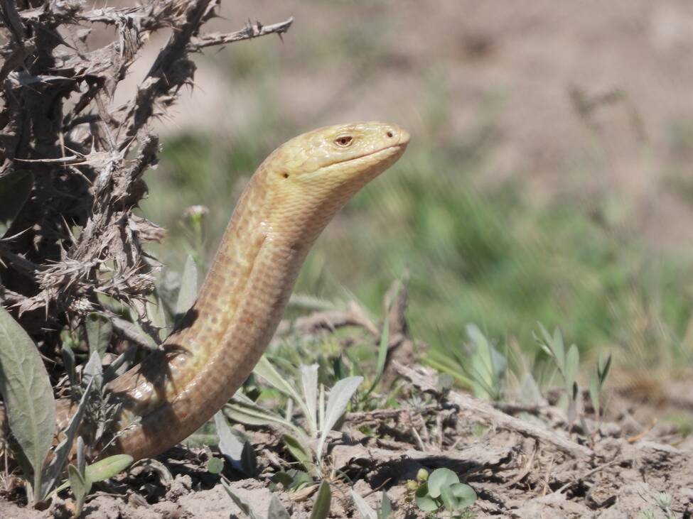 European Glass Lizard (Pseudopus apodus). Reptiles and Amphibians of Kazakhstan.