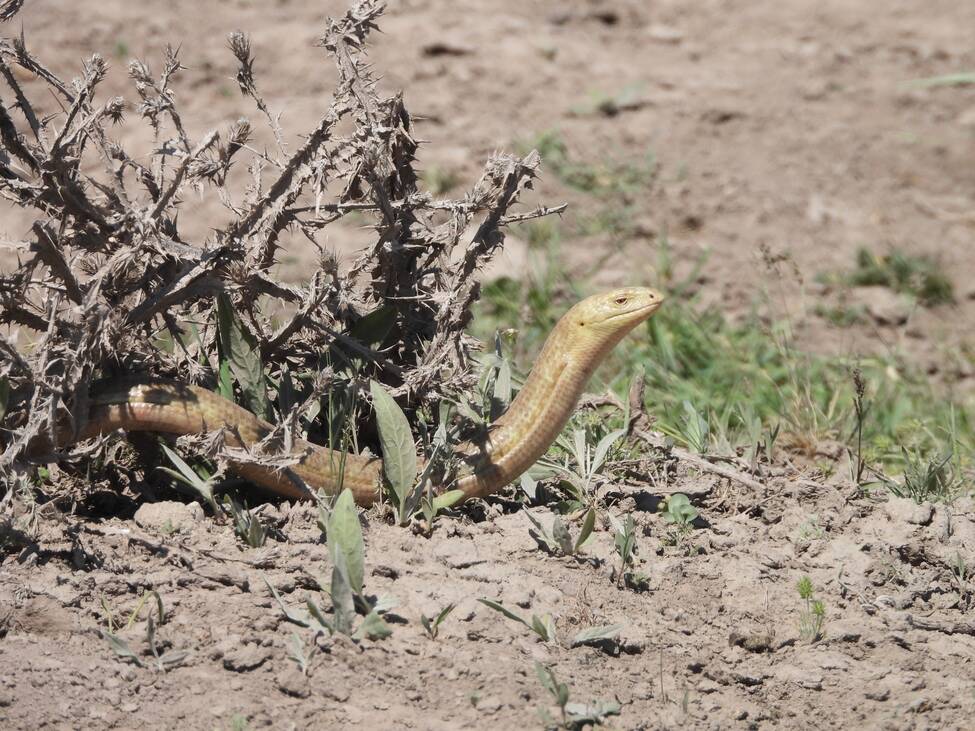 European Glass Lizard (Pseudopus apodus). Reptiles and Amphibians of Kazakhstan.