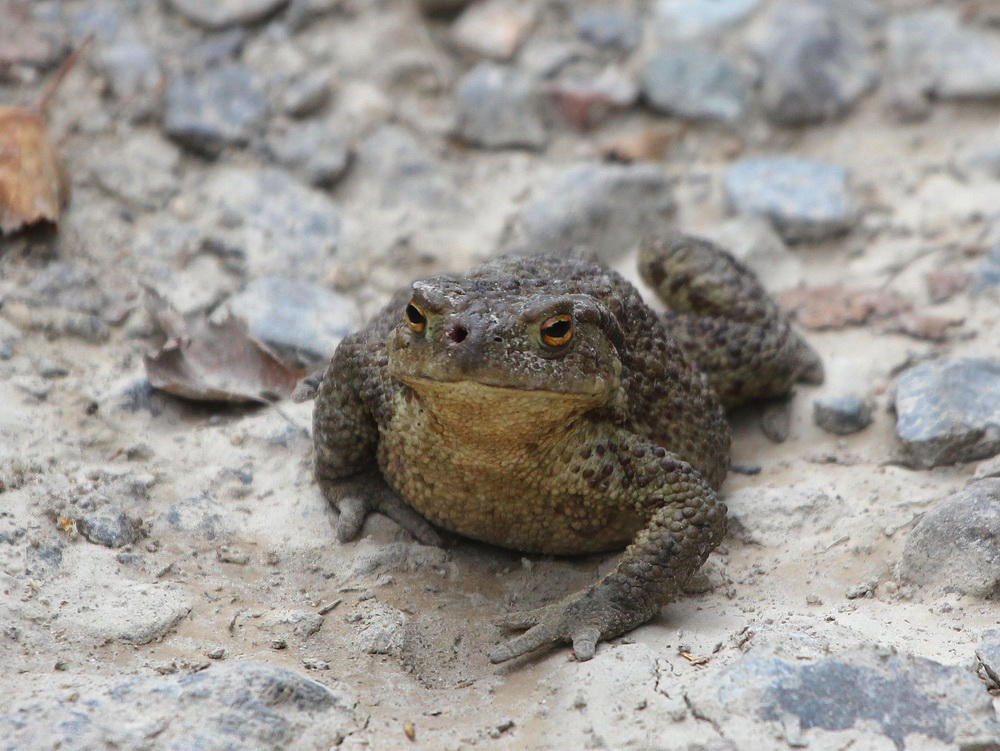 Ranidae лягушка. Серая жаба класс. Обыкновенная жаба (bufo bufo). Жаба европейская. Серая жаба описание.