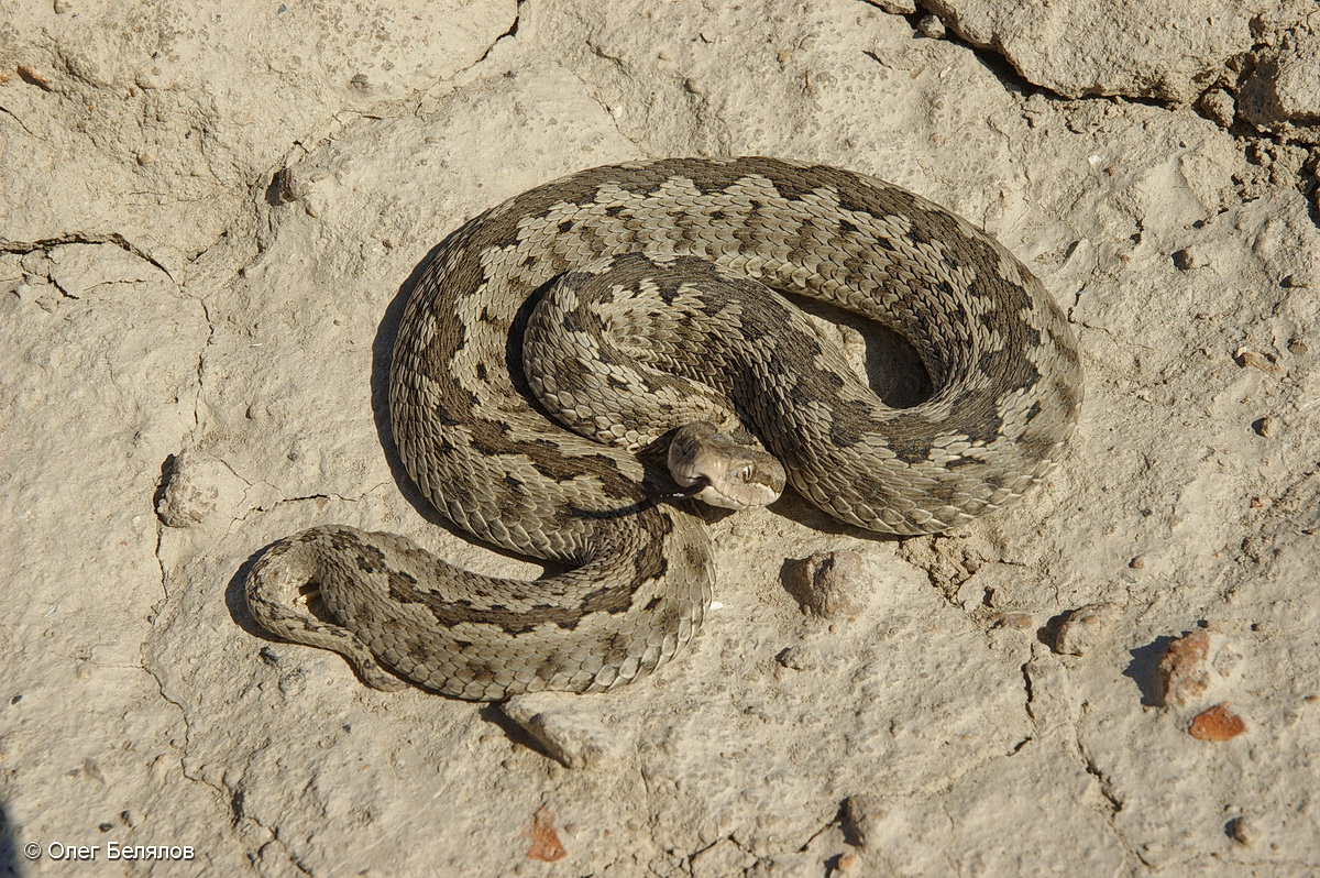 Змеи восточного казахстана фото и названия