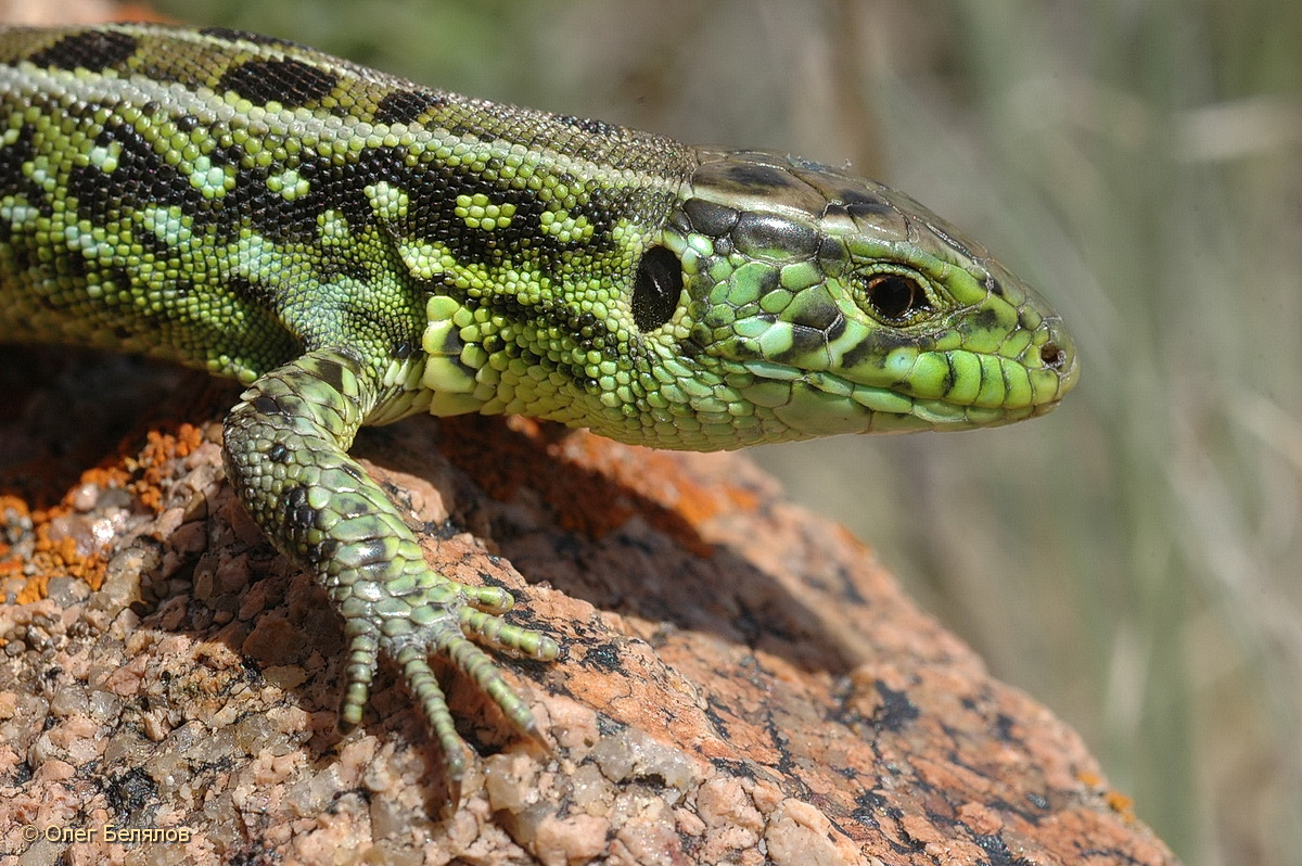 Прыткая ящерица (Lacerta Agilis l.),