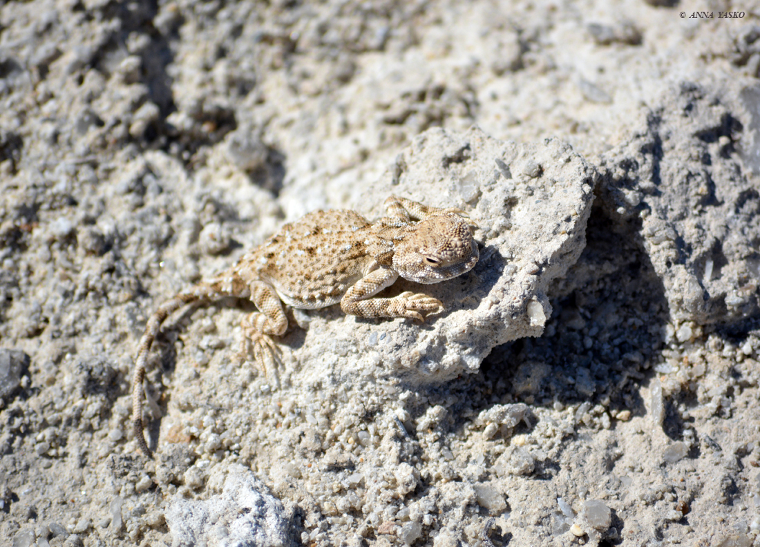 Phrynocephalus helioscopus. Круглоголовка вертихвостка. Такырная круглоголовка. Такырная круглоголовка фото.