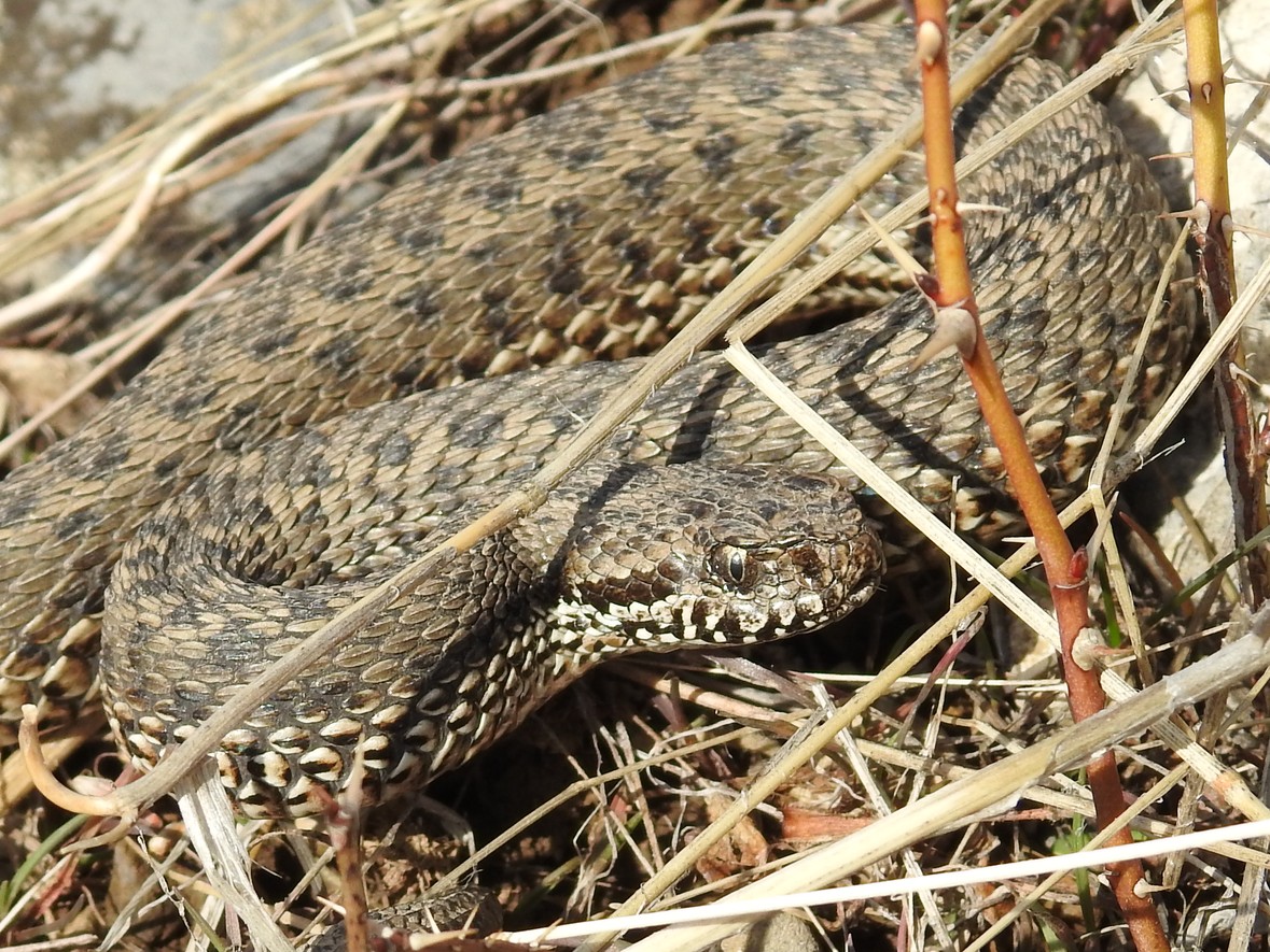 Степная гадюка. Степная гадюка (Vipera Renardi). Восточная Степная гадюка (Vipera (Pelias) Renardi). Восточная Степная гадюка Vipera Renardi (Christoph, 1861). Гадюка Степная (Vipera ursinii).