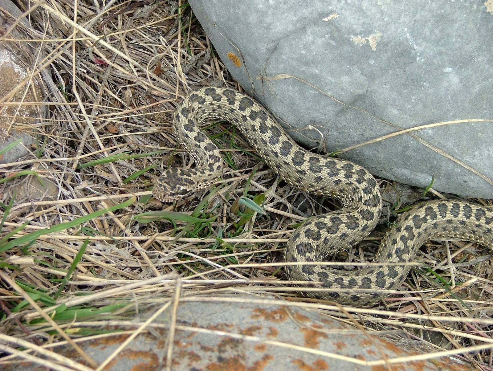 Змеи степного крыма. Степная гадюка (Vipera Renardi). Восточная Степная гадюка (Vipera (Pelias) Renardi). Восточная Степная гадюка Vipera Renardi (Christoph, 1861). Степная гадюка (Vipera Ursini Bonaparte).