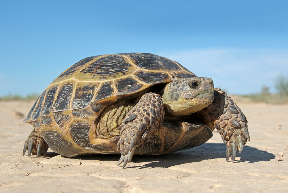 Черепаха 9 8. Среднеазиатская сухопутная черепаха. Среднеазиатская Степная черепаха. Пресмыкающиеся черепахи. Суматранская черепаха.