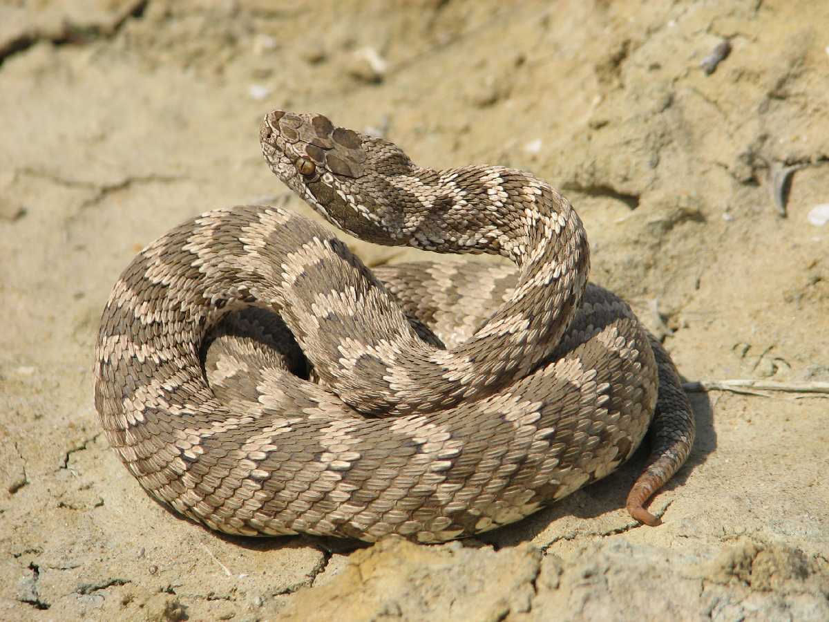 Щитомордник змея в Хакасии
