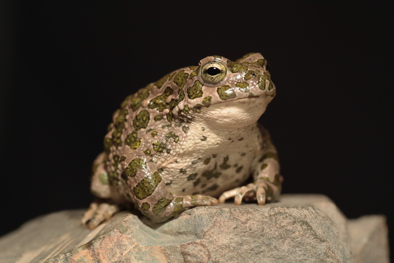 Зеленая жаба. Жаба зелёная – Bufo viridis (Laurenti, 1768). Среднеазиатская жаба. Среднеазиатская лягушка. Жаба зеленая Ростовская область.