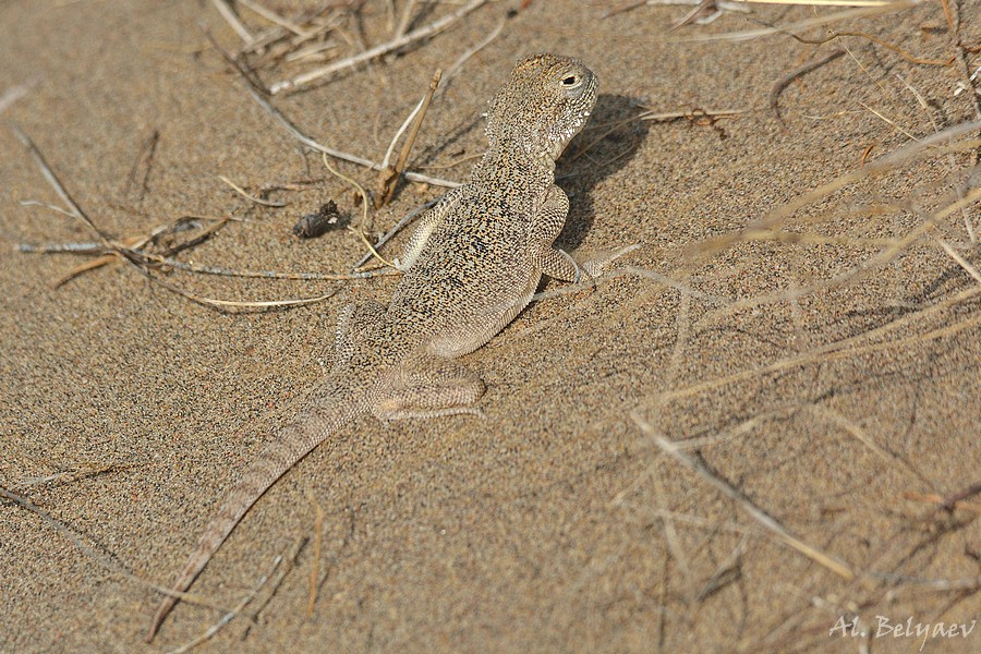 Ящерица круглоголовка 5. Phrynocephalus mystaceus. Закавказская Такырная круглоголовка. Сетчатая круглоголовка. Ушастая круглоголовка Казахстана.