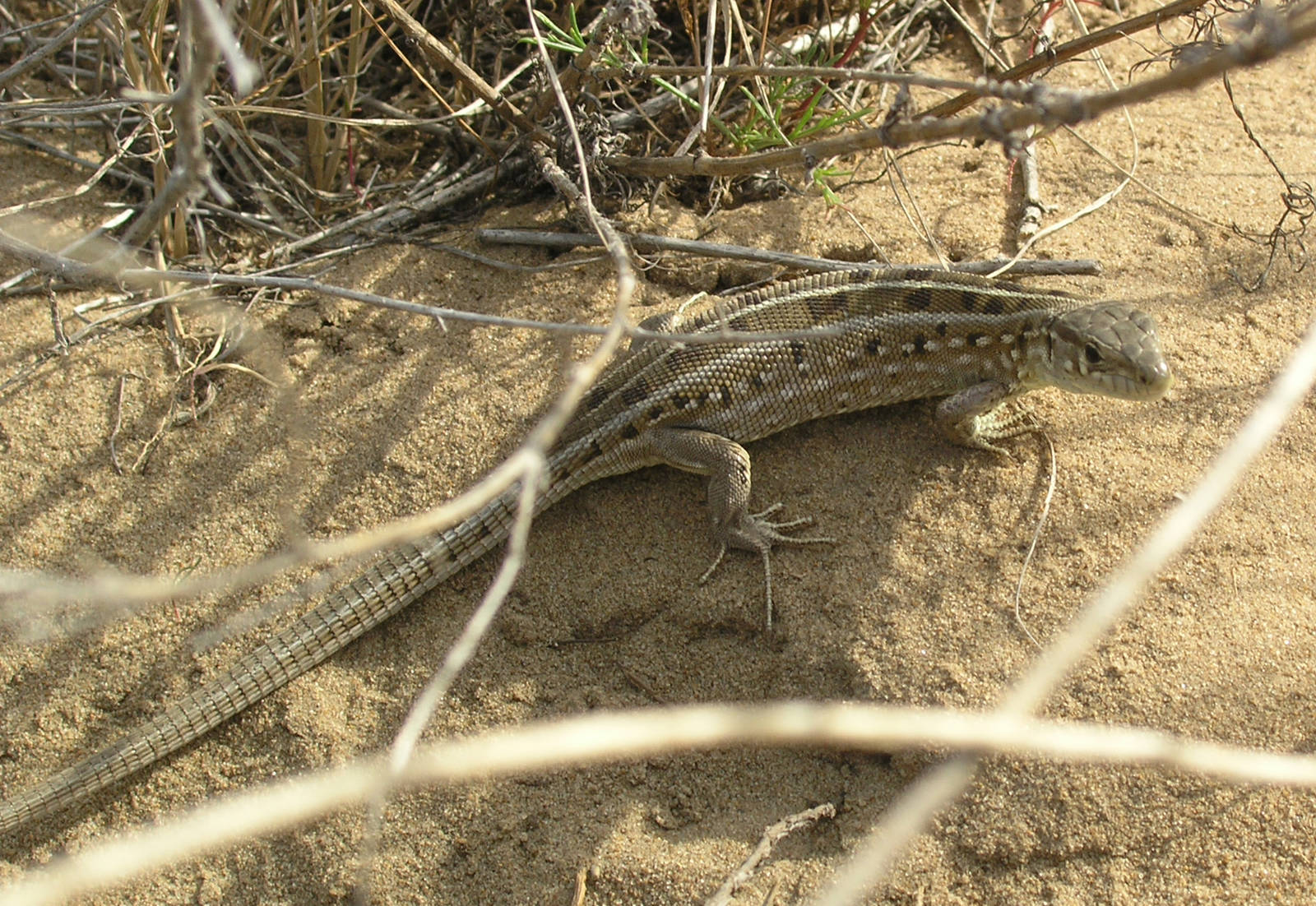 Прыткая ящерица относится к отряду. Прыткая ящерица Lacerta Agilis. Ящерица прыткая (Lacerta Agilis Linnaeus). Прыткая ящерица альбинос. Прыткая ящерица отбрасывает хвост.